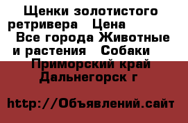 Щенки золотистого ретривера › Цена ­ 15 000 - Все города Животные и растения » Собаки   . Приморский край,Дальнегорск г.